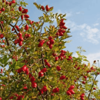 Bahçevilya 40 - 60 cm Yüksekliğinde Rosa canina Kuşburnu Fidanı 1 - 2 yaş arası saksılı - Bahçevilya