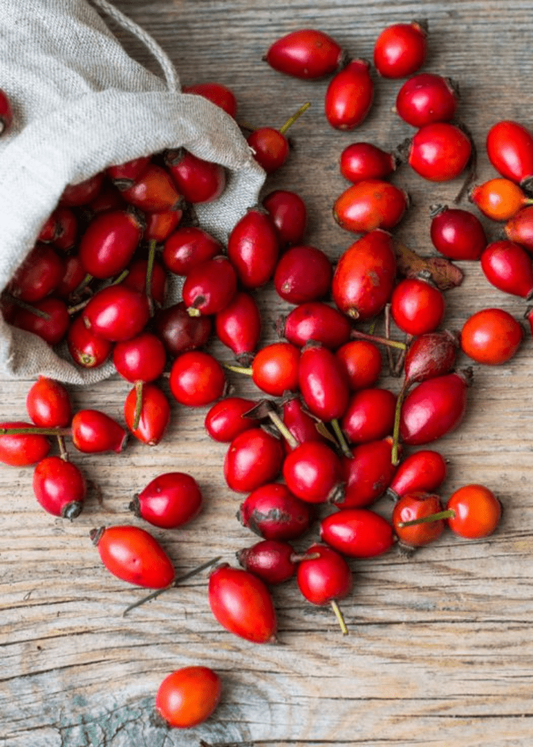 Bahçevilya 40 - 60 cm Yüksekliğinde Rosa canina Kuşburnu Fidanı 1 - 2 yaş arası saksılı - Bahçevilya