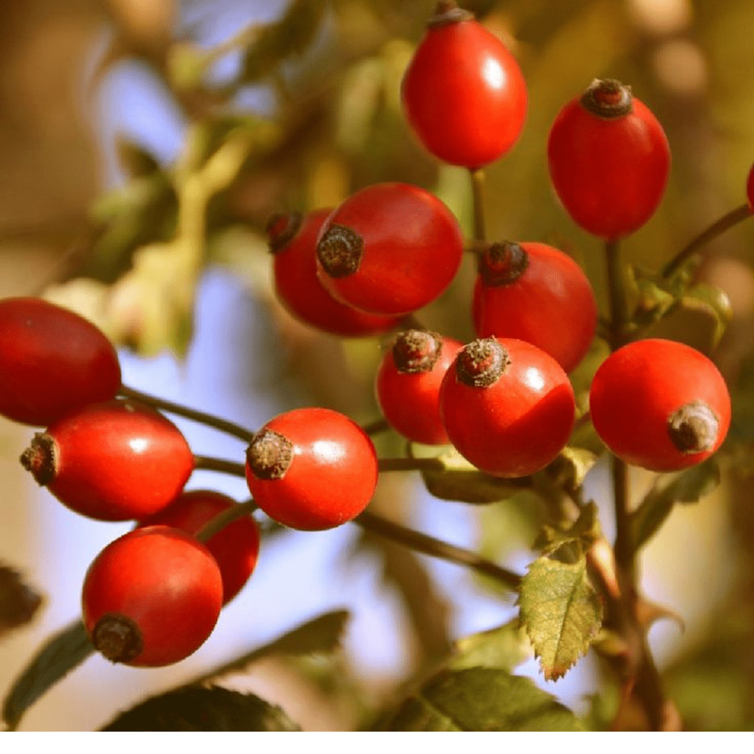 Bahçevilya 40 - 60 cm Yüksekliğinde Rosa canina Kuşburnu Fidanı 1 - 2 yaş arası saksılı - Bahçevilya