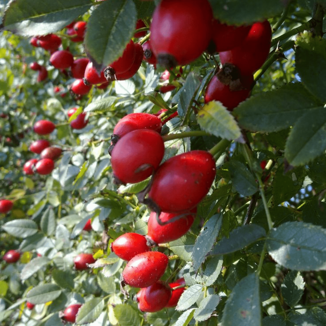 Bahçevilya 40 - 60 cm Yüksekliğinde Rosa canina Kuşburnu Fidanı 1 - 2 yaş arası saksılı - Bahçevilya