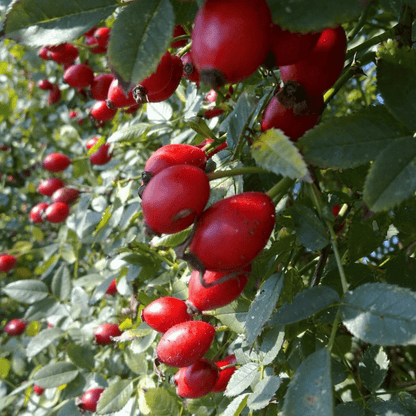 Bahçevilya 40 - 60 cm Yüksekliğinde Rosa canina Kuşburnu Fidanı 1 - 2 yaş arası saksılı - Bahçevilya