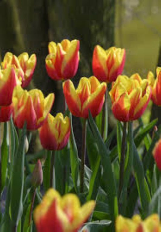 Bahçevilya 5 Adet Jan Seignette Lale Soğanı – İki Renkli (Kırmızı - Sarı) - Bahçevilya