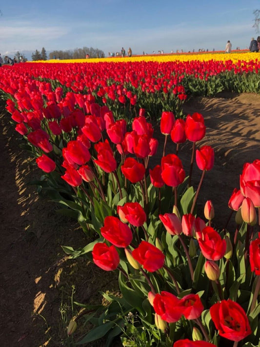 Bahçevilya 5'li Kırmızı Lale Soğanı – Ile de France | Bahçeye Uygun, Gösterişli Tür - Bahçevilya