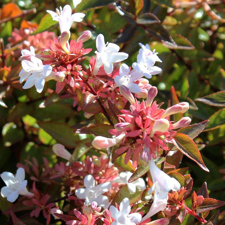 Bahçevilya ABELİA GRANDİFLORA) Abelya Güzellik Çalısı Fidanı tüplü 1 - 2 yaş arası - Bahçevilya
