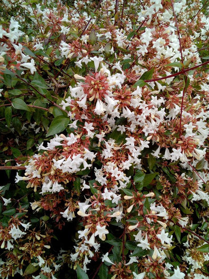 Bahçevilya ABELİA GRANDİFLORA) Abelya Güzellik Çalısı Fidanı tüplü 1 - 2 yaş arası - Bahçevilya