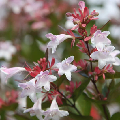 Bahçevilya ABELİA GRANDİFLORA) Abelya Güzellik Çalısı Fidanı tüplü 1-2 yaş arası - Bahçevilya