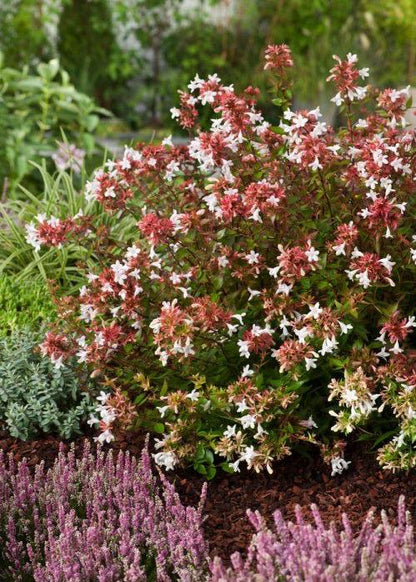 Bahçevilya ABELİA GRANDİFLORA) Abelya Güzellik Çalısı Fidanı tüplü 1 - 2 yaş arası - Bahçevilya