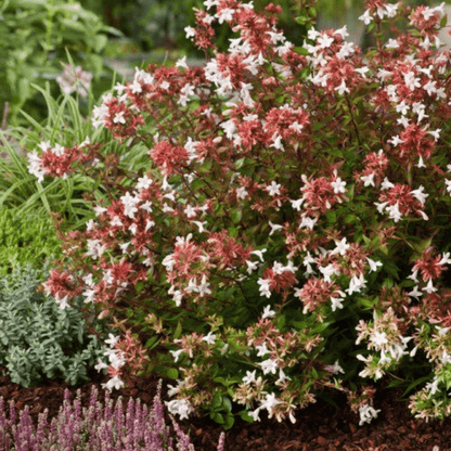 Bahçevilya Abelya (Abelia) Güzellik Çalısı fidanı 1 - 2 yaş arası tüplü - Bahçevilya