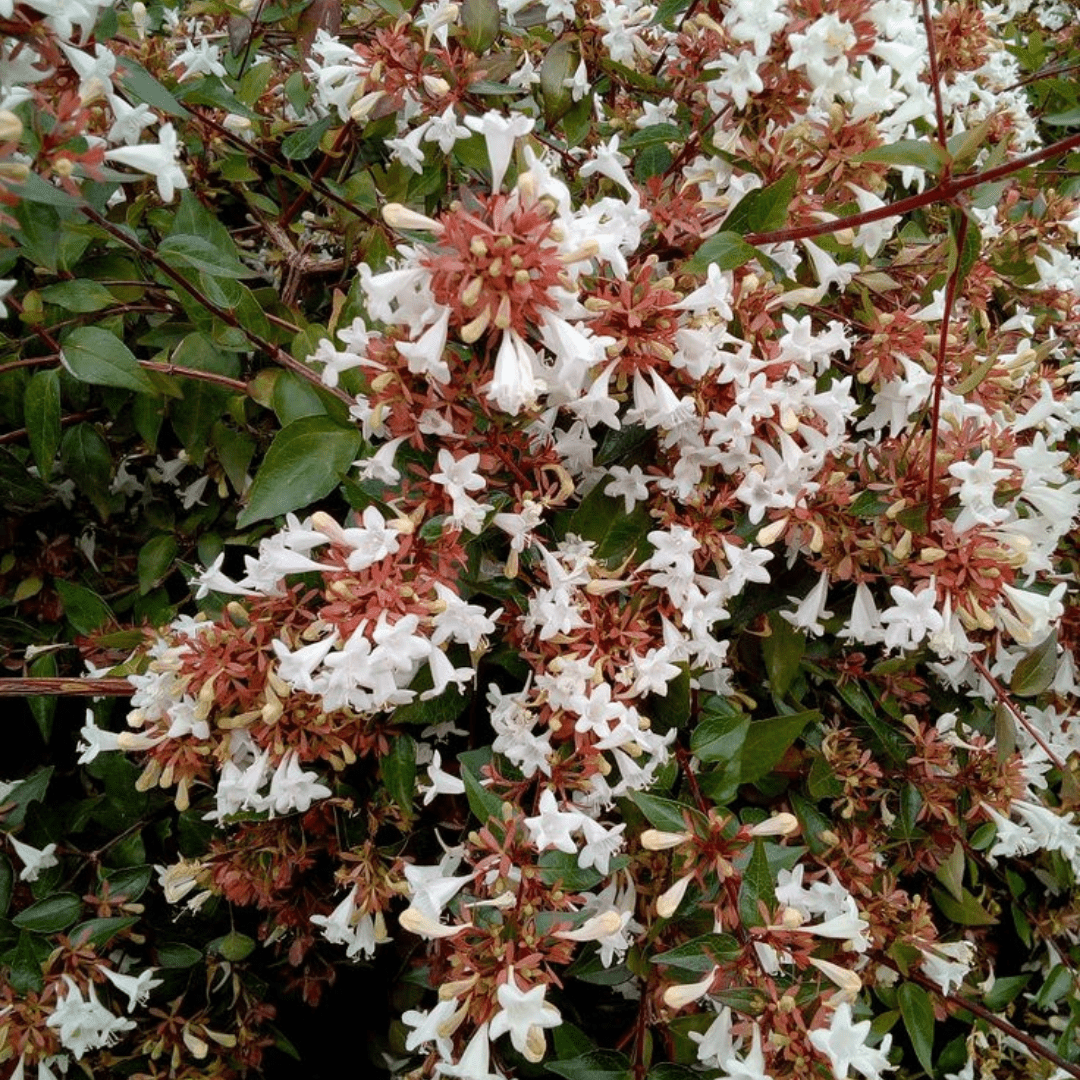 Bahçevilya Abelya (Abelia) Güzellik Çalısı fidanı 1 - 2 yaş arası tüplü - Bahçevilya