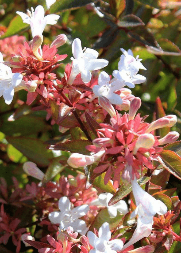 Bahçevilya Abelya (Abelia) Güzellik Çalısı fidanı 1 - 2 yaş arası tüplü - Bahçevilya