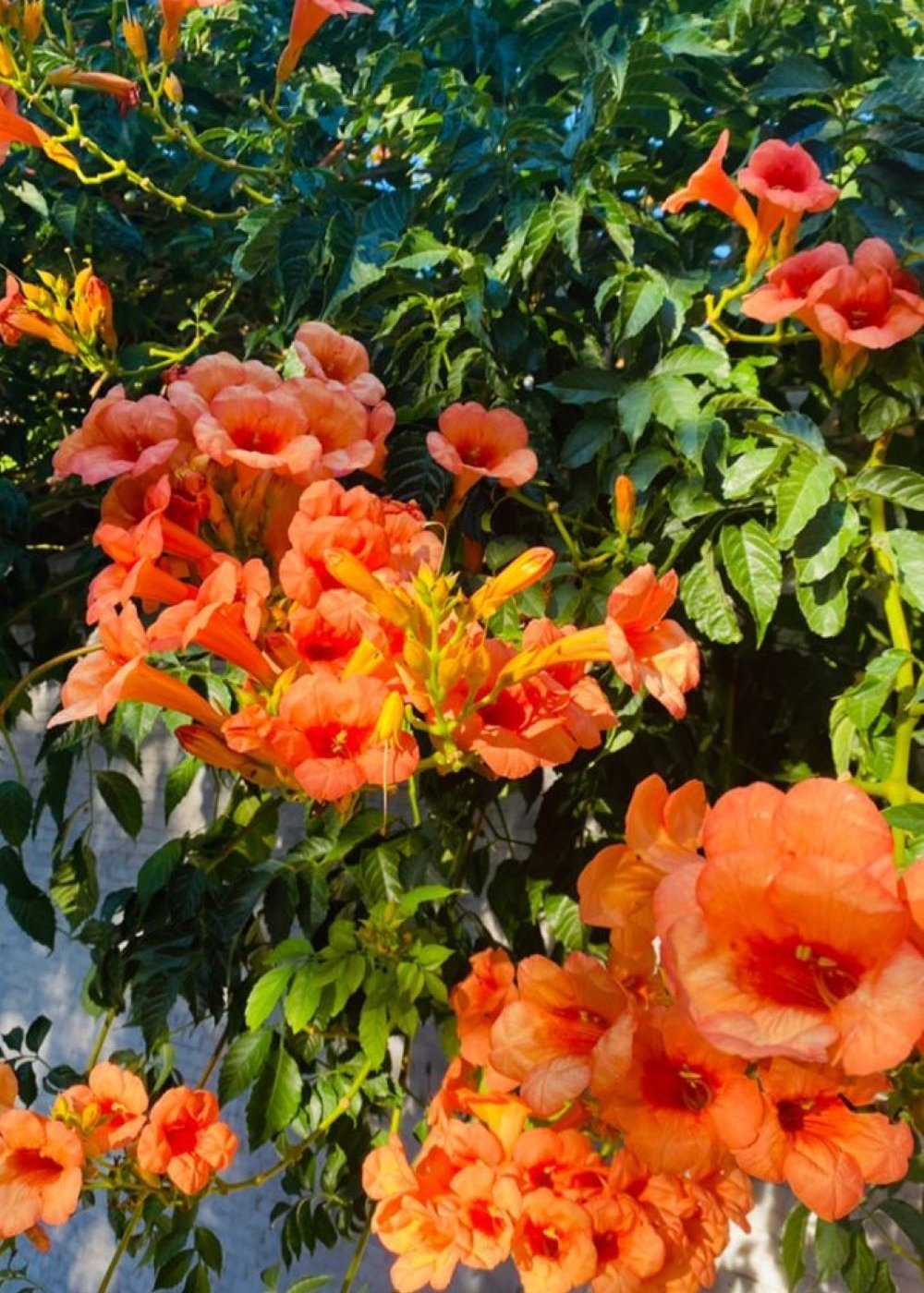 Bahçevilya Acem Borusu (Campsis radicans) Fidanı 1 - 2 yaş arası tüplü - Bahçevilya