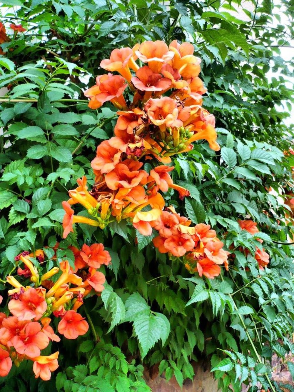 Bahçevilya Acem Borusu (Campsis radicans) Fidanı 1 - 2 yaş arası tüplü - Bahçevilya