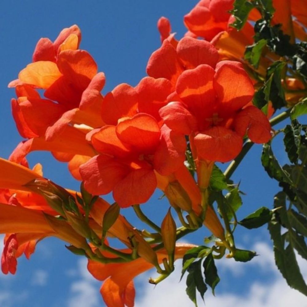 Bahçevilya Acem Borusu (Campsis radicans) Fidanı 1 - 2 yaş arası tüplü - Bahçevilya