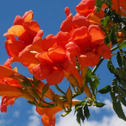 Bahçevilya Acem Borusu (Campsis radicans) Fidanı 1 - 2 yaş arası tüplü - Bahçevilya