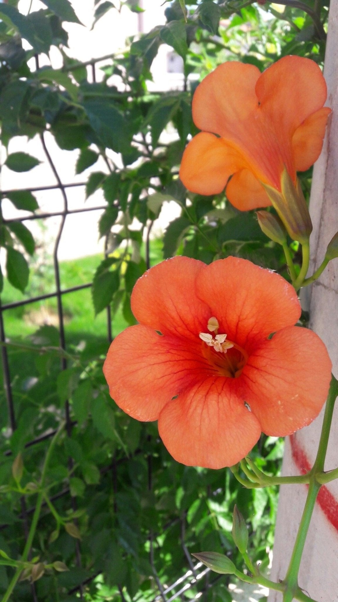 Bahçevilya Acem Borusu (Campsis radicans) Fidanı 1 - 2 yaş arası tüplü - Bahçevilya