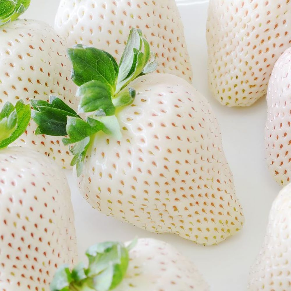 Bahçevilya Açık Pembe Çilek Fidanı (Fragaria sylvestris alba) 1 - 2 yaş arası saksılı - Bahçevilya