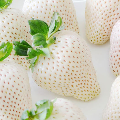Bahçevilya Açık Pembe Çilek Fidanı (Fragaria sylvestris alba) 1 - 2 yaş arası saksılı - Bahçevilya