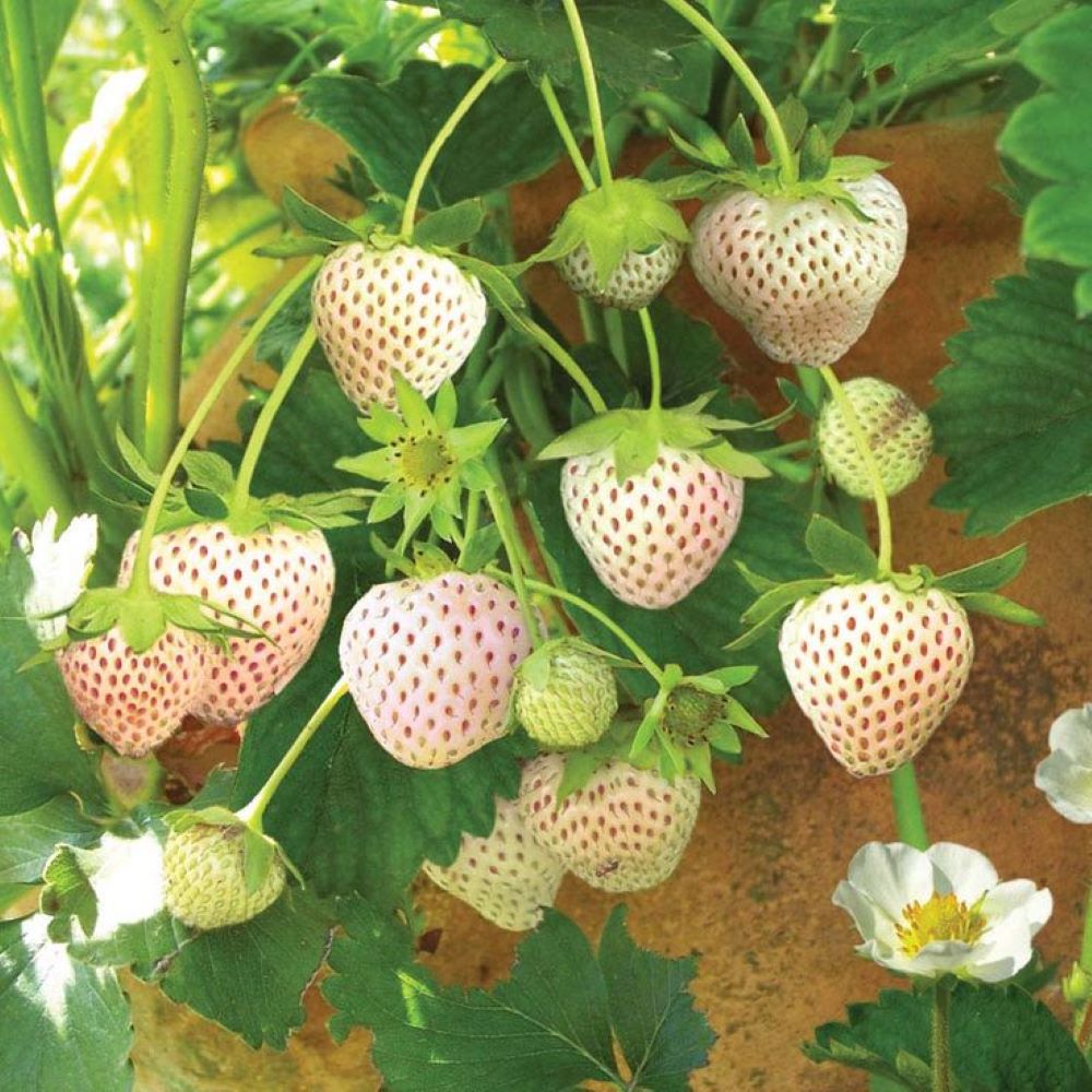 Bahçevilya Açık Pembe Çilek Fidanı (Fragaria sylvestris alba) 1 - 2 yaş arası saksılı - Bahçevilya