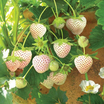 Bahçevilya Açık Pembe Çilek Fidanı (Fragaria sylvestris alba) 1 - 2 yaş arası saksılı - Bahçevilya