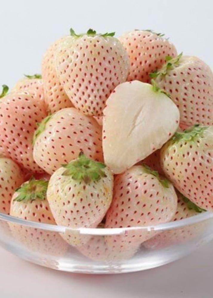 Bahçevilya Açık Pembe Çilek Fidanı (Fragaria sylvestris alba) 1 - 2 yaş arası saksılı - Bahçevilya