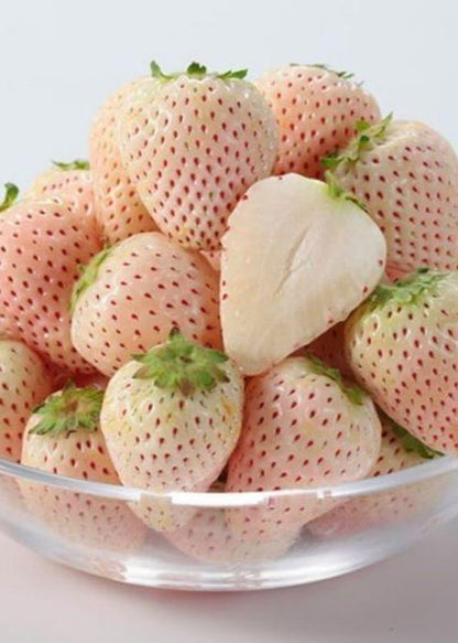Bahçevilya Açık Pembe Çilek Fidanı (Fragaria sylvestris alba) 1 - 2 yaş arası saksılı - Bahçevilya