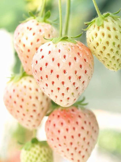 Bahçevilya Açık Pembe Çilek Fidanı (Fragaria sylvestris alba) 1 - 2 yaş arası saksılı - Bahçevilya