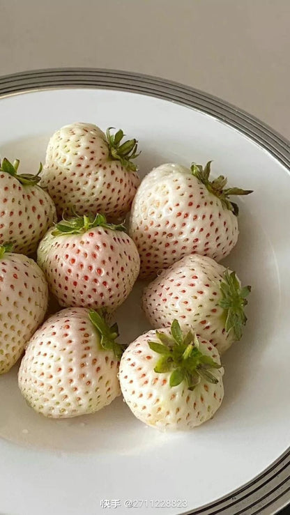 Bahçevilya Açık Pembe Çilek Fidanı (Fragaria sylvestris alba) 1-2 yaş arası saksılı - Bahçevilya