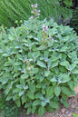 Bahçevilya Adaçayı Fidanı Salvia officinalis 1-2 yaş arası saksılı - Bahçevilya