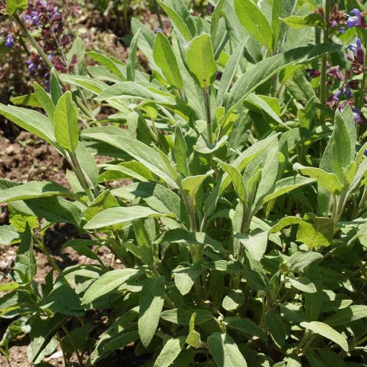Bahçevilya Adaçayı Fidanı Salvia officinalis 1-2 yaş arası saksılı - Bahçevilya