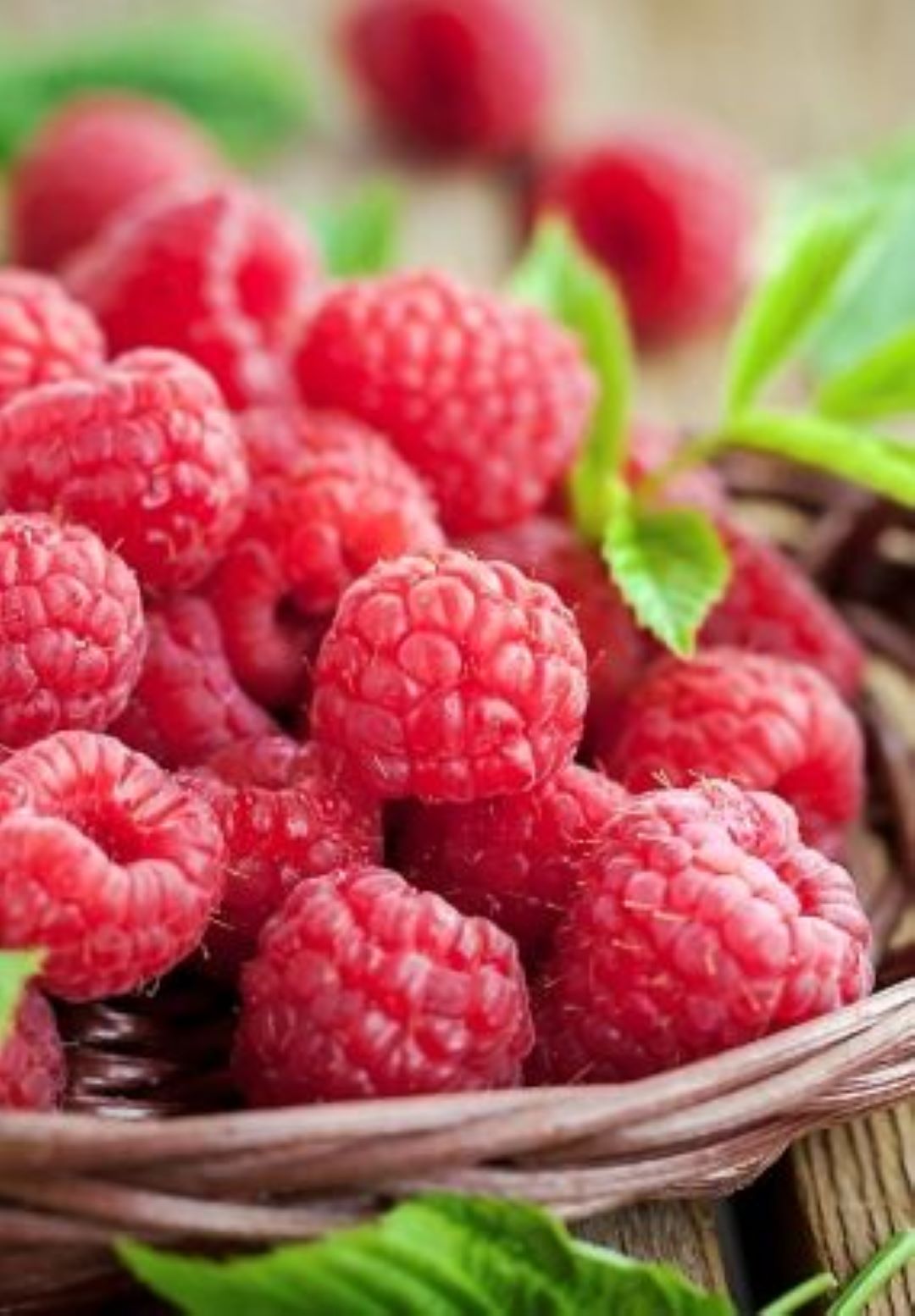 Bahçevilya Ahududu (Rubus idaeus) Fidanı 1 - 2 yaş arası saksılı - Bahçevilya