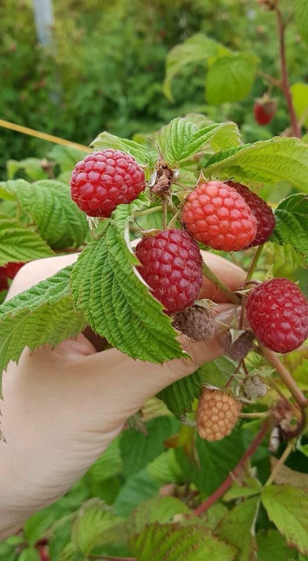 Bahçevilya Ahududu (Rubus idaeus) Fidanı 1 - 2 yaş arası saksılı - Bahçevilya