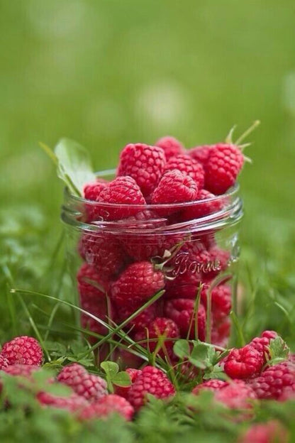 Bahçevilya Ahududu (Rubus idaeus) Fidanı 1 - 2 yaş arası saksılı - Bahçevilya
