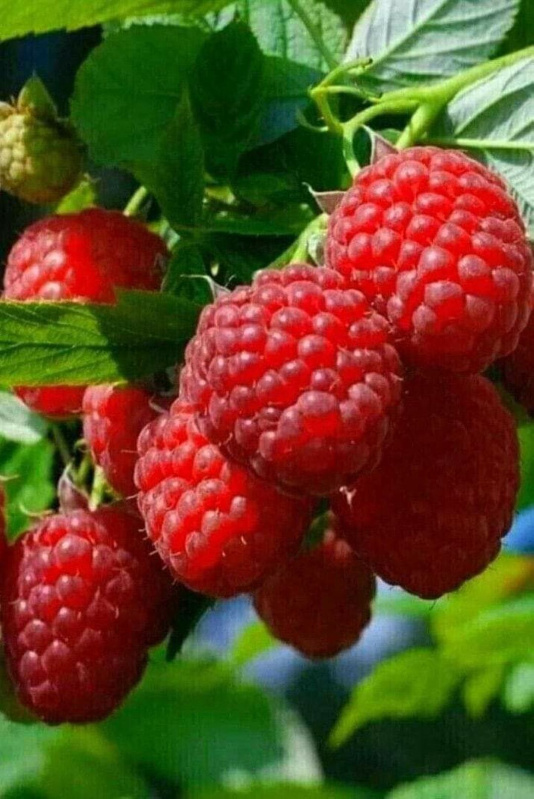 Bahçevilya Ahududu (Rubus idaeus) Fidanı 1 - 2 yaş arası saksılı - Bahçevilya