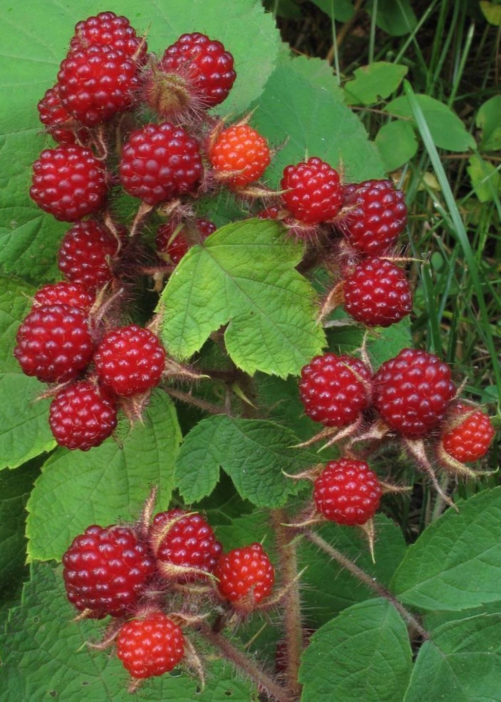 Bahçevilya Ahududu (Rubus idaeus) Fidanı 1 - 2 yaş arası saksılı - Bahçevilya