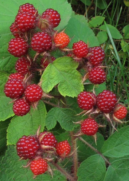Bahçevilya Ahududu (Rubus idaeus) Fidanı 1 - 2 yaş arası saksılı - Bahçevilya