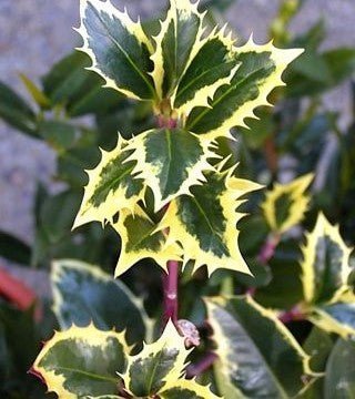 Bahçevilya Alacalı Çoban Püskülü (Ilex aquifolium)1-2 yaş arası saksılı - Bahçevilya