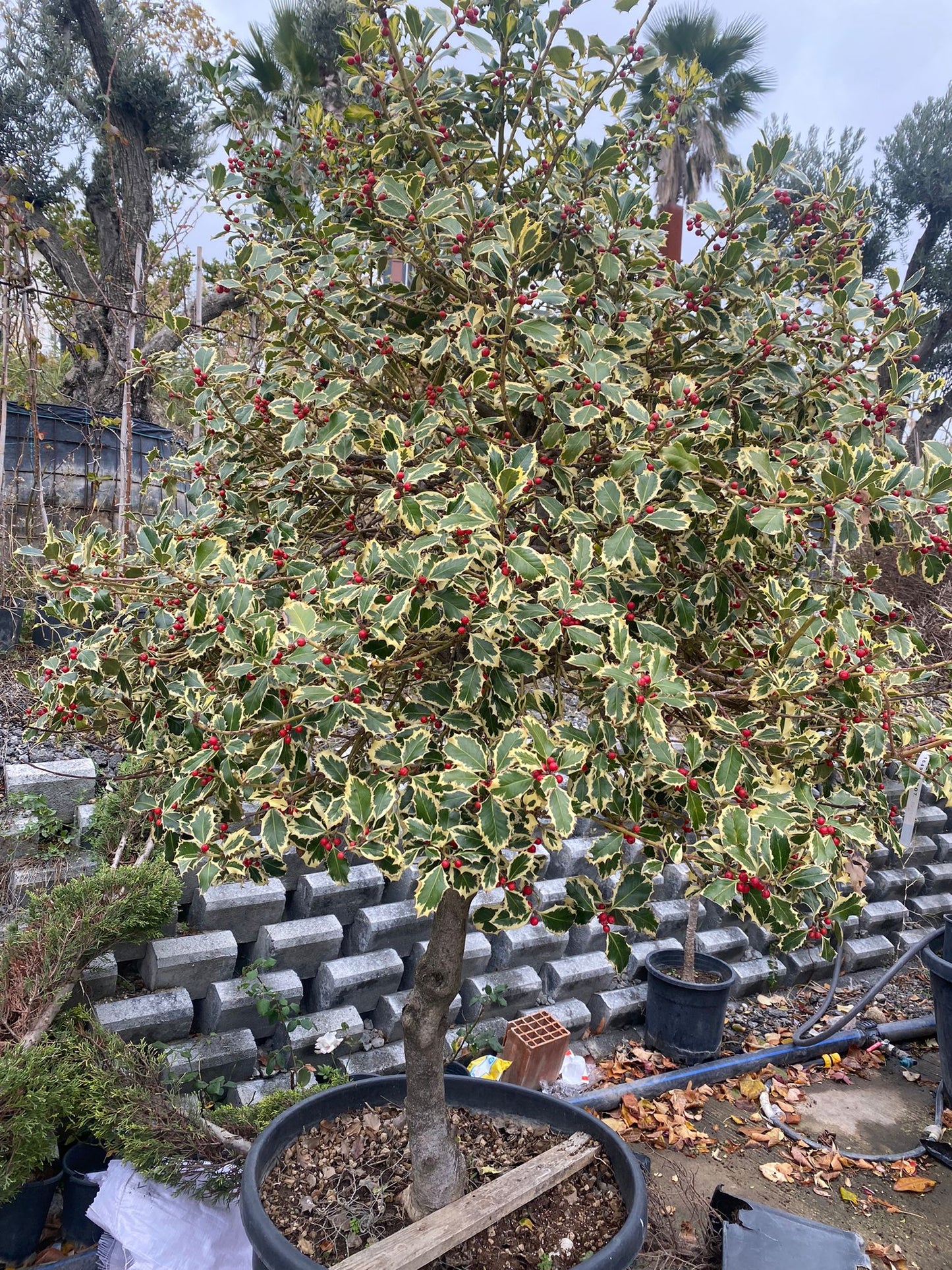 Bahçevilya Alacalı Çoban Püskülü (Ilex aquifolium)1 - 2 yaş arası saksılı - Bahçevilya