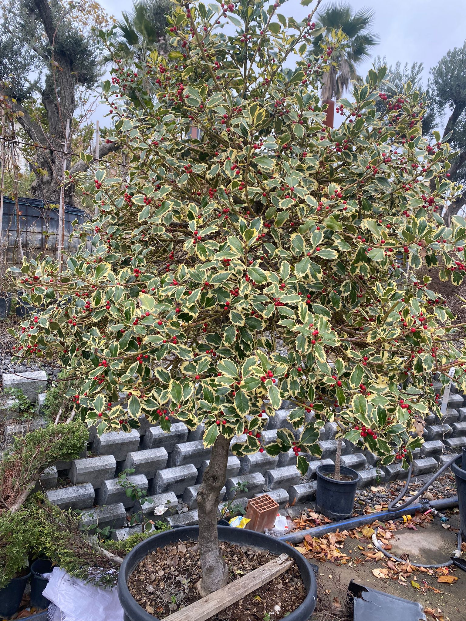 Bahçevilya Alacalı Çoban Püskülü (Ilex aquifolium)1 - 2 yaş arası saksılı - Bahçevilya