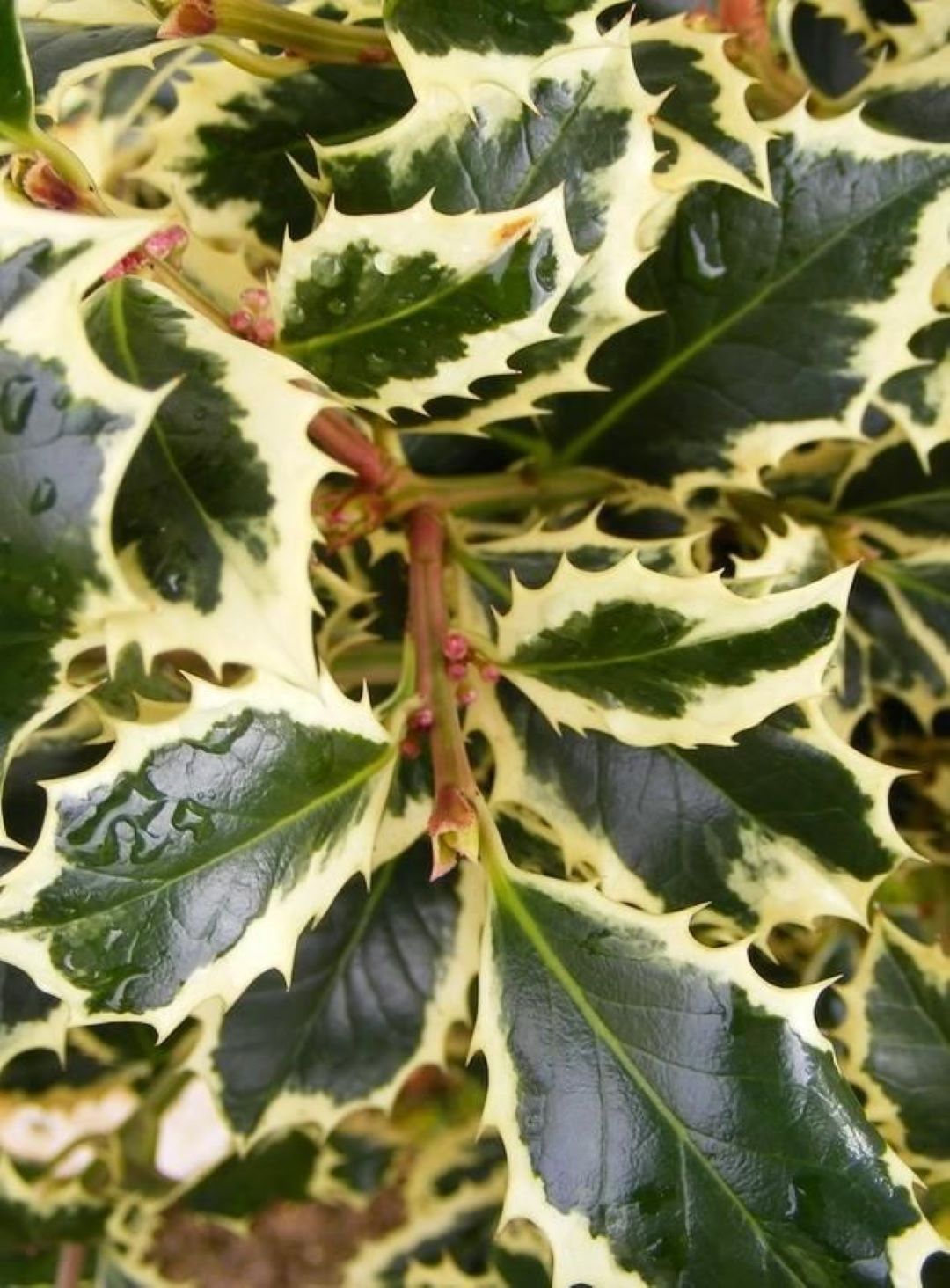 Bahçevilya Alacalı Çoban Püskülü (Ilex aquifolium)1-2 yaş arası saksılı - Bahçevilya