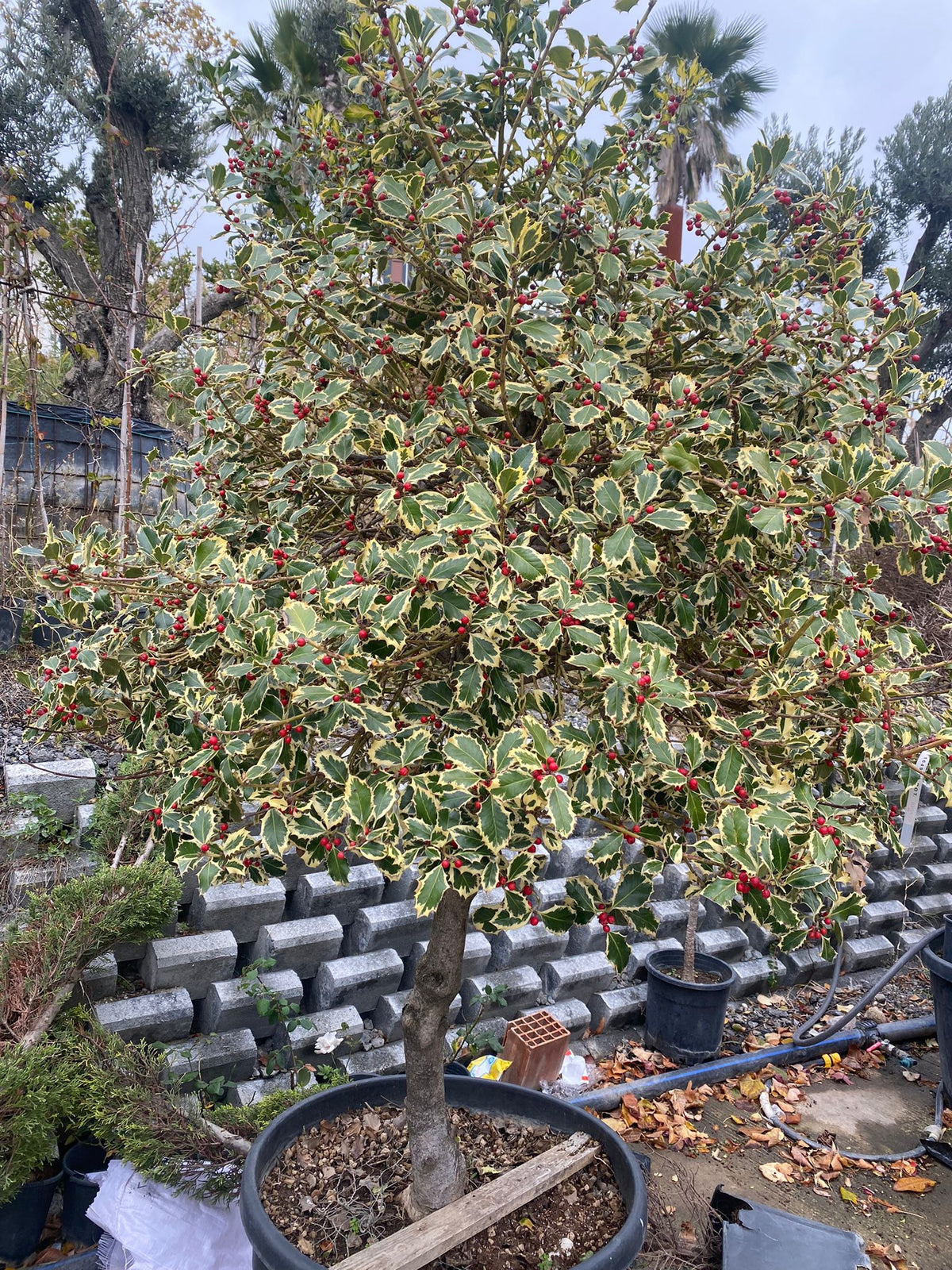 Bahçevilya Alacalı Çoban Püskülü (Ilex aquifolium)1-2 yaş arası saksılı - Bahçevilya