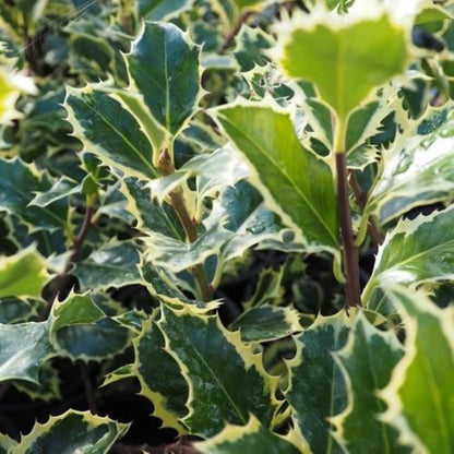 Bahçevilya Alacalı Çoban Püskülü (Ilex aquifolium)1 - 2 yaş arası saksılı - Bahçevilya