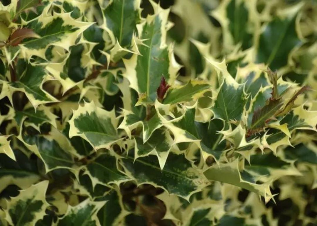 Bahçevilya Alacalı Çoban Püskülü (Ilex aquifolium)1 - 2 yaş arası saksılı - Bahçevilya