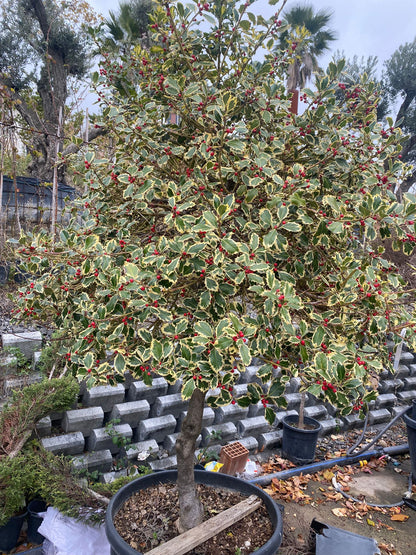 Bahçevilya Alacalı Çoban Püskülü (Ilex aquifolium)1 - 2 yaş arası saksılı - Bahçevilya
