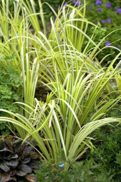 Bahçevilya Alacalı Eğir Otu [ acorus gramineus ogon] fidanı 1 - 2 yaş arası saksılı - Bahçevilya