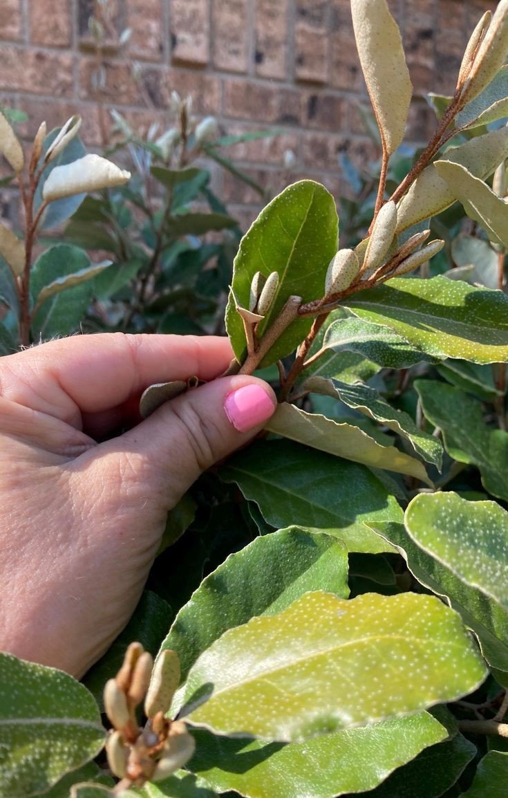 Bahçevilya Alacalı İğde fidanı 1 - 2 yaş arası saksılı - Bahçevilya