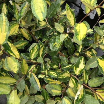 Bahçevilya Alacalı İğde fidanı 1 - 2 yaş arası saksılı - Bahçevilya