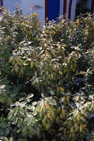 Bahçevilya Alacalı İğde fidanı 1 - 2 yaş arası saksılı - Bahçevilya