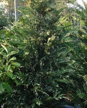 Bahçevilya Alacalı Leylandi Fidanı - 30 - 50 cm Çit ve Peyzaj Bitkisi 2 yaşında - Bahçevilya