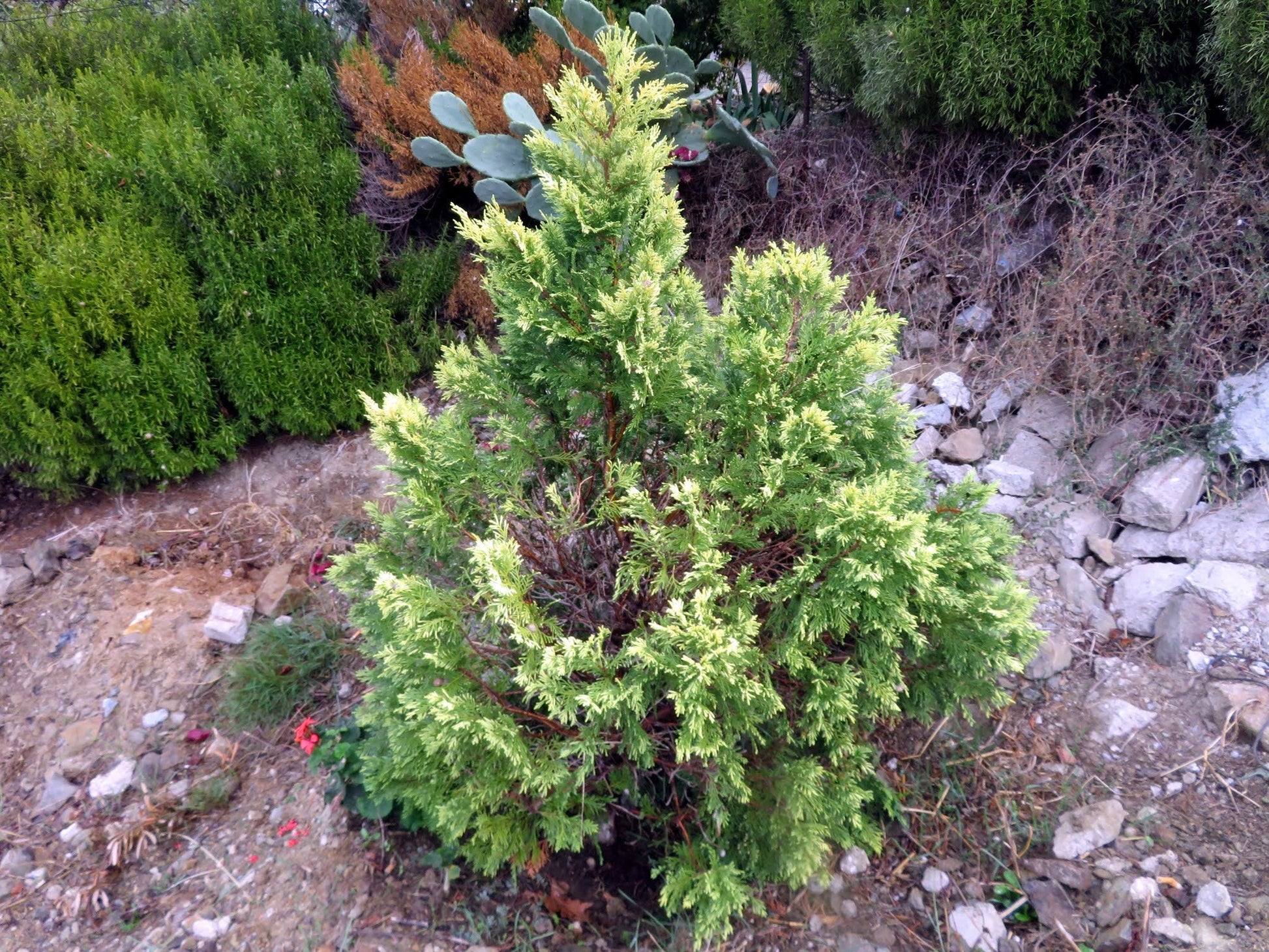 Bahçevilya Alacalı Leylandi Fidanı - 30 - 50 cm Çit ve Peyzaj Bitkisi 2 yaşında - Bahçevilya