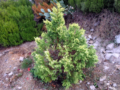 Bahçevilya Alacalı Leylandi Fidanı - 30 - 50 cm Çit ve Peyzaj Bitkisi 2 yaşında - Bahçevilya